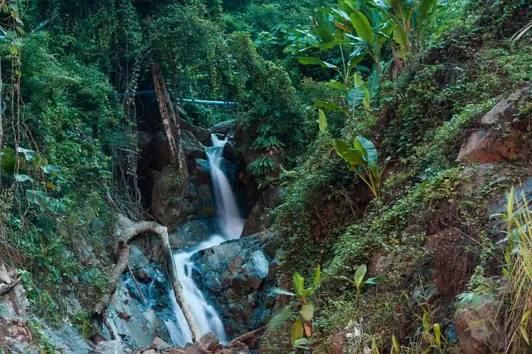 Menghai Tropical Rainforest