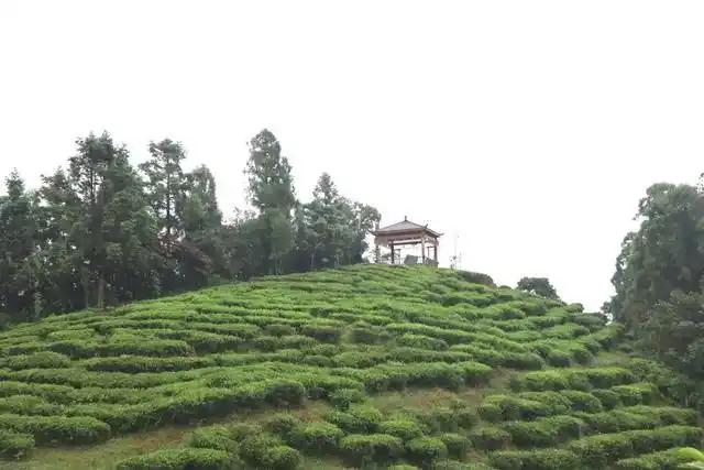 Fudding Dui Niao Zhen