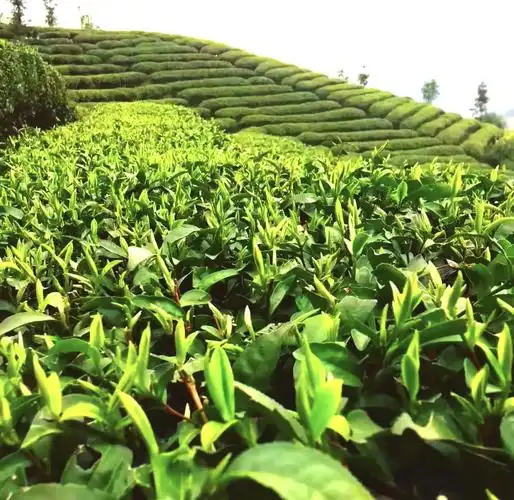 Junshan Yinzhen Tea Culture Garden