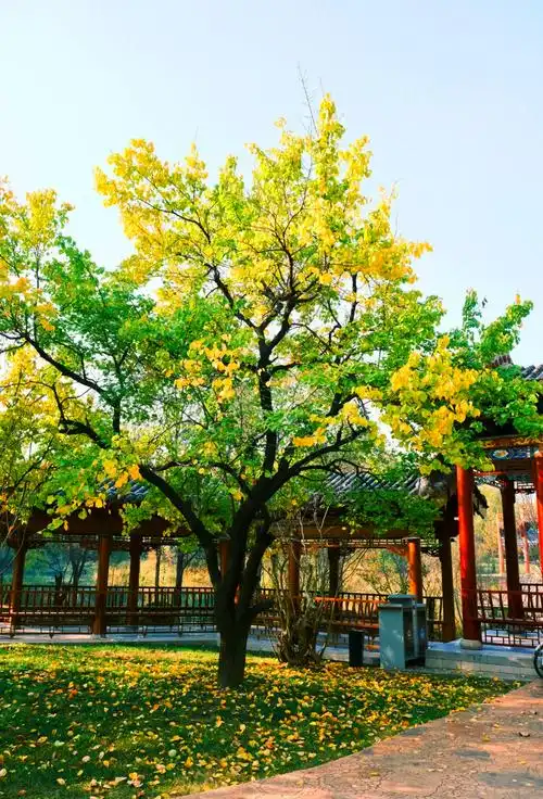 Jiuzhou Park