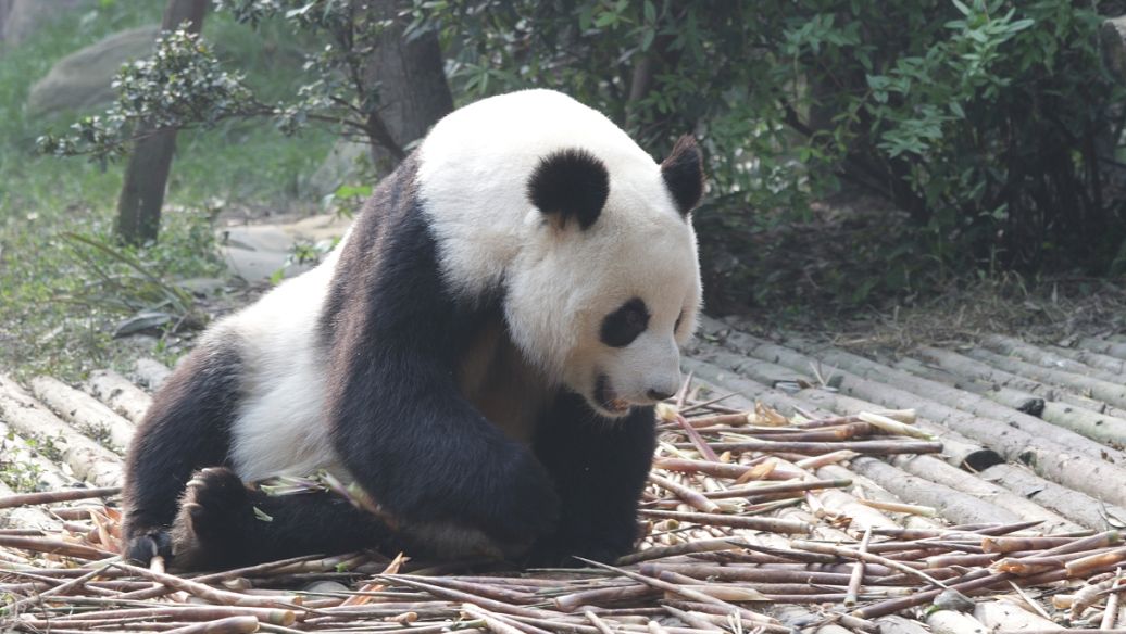 Dà Kǒngmú Fányù Yánjiū Jīdì