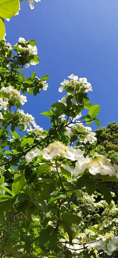 Qiónghuā Guānsàngdì