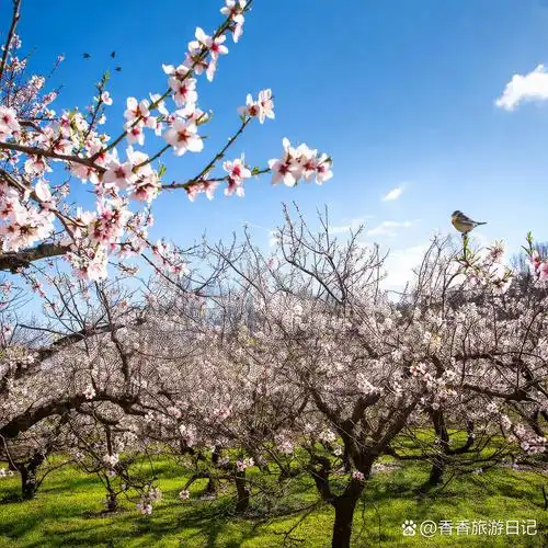 Shenyang Tao Li Yuan