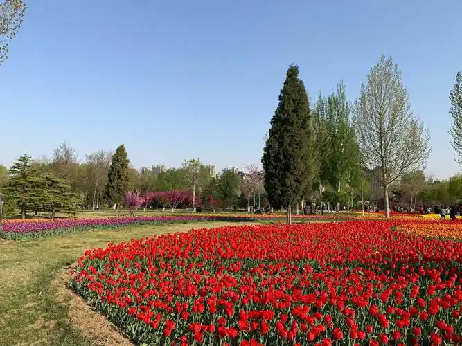 Cangzhou Botanical Garden