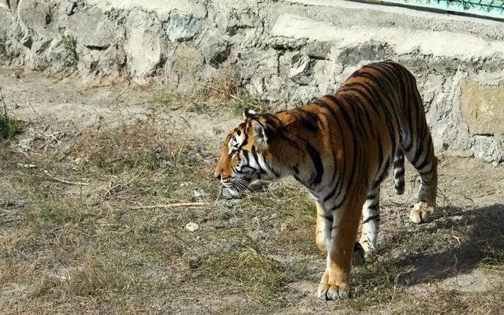 Wulumuji City Animal Park