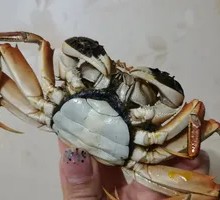 Crab
