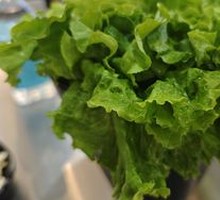 Lettuce