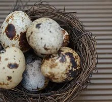 Quail Egg