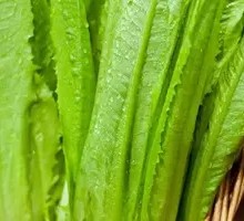 Oilseed lettuce