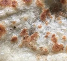 Premium Pork and Chive Pancake
