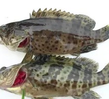 Grouper