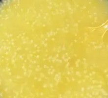 Rice Porridge