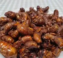 Fried Cicadas