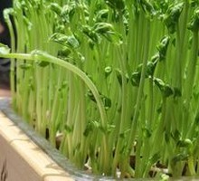 Live Bean Sprouts