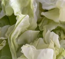 Cabbage