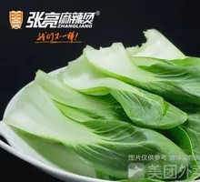 Oilseed lettuce