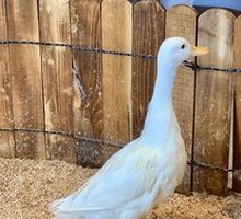 Cair Duck