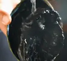 New Zealand Black Abalone