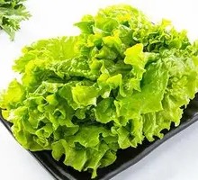 Lettuce Duo Mix
