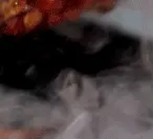 Premium Lamb Skewers