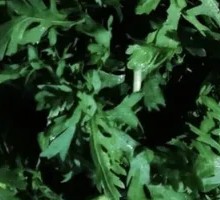 绿色茼蒿