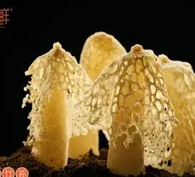 Fresh Bamboo Fungus