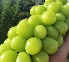 Sunshine Muscat Candy Apples