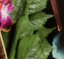 Fresh Perilla Leaves
