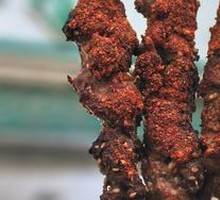 Grilled Lamb Skewers