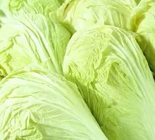 Napa cabbage