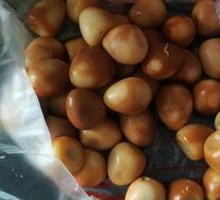 Quail Egg