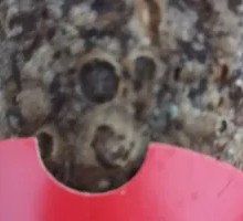 Chocolate Pie