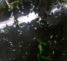Seaweed Soup