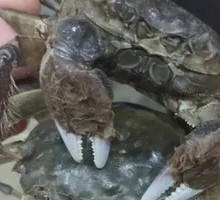 Fresh Female Soft-Shell Crab