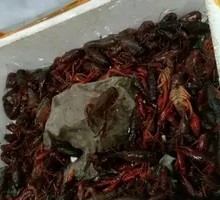 Fresh River Shrimp from Jiangsu