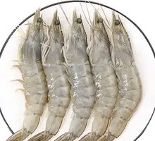 White Shrimp
