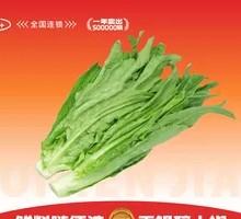 Oilseed lettuce