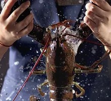 Cheese-Baked Boston Lobster