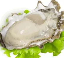 Fresh Oysters
