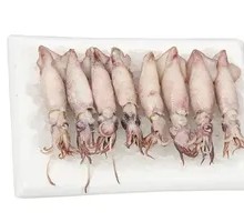 Frozen Squid