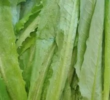 Oilseed lettuce