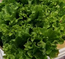 Lettuce and Perilla Leaf Combo