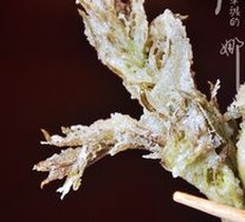 Chinese Toona Sinensis Tempura