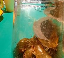 Fresh Sea White Shrimp