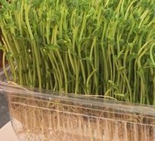 Live Bean Sprouts