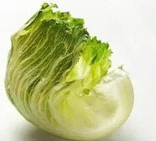 Romaine lettuce