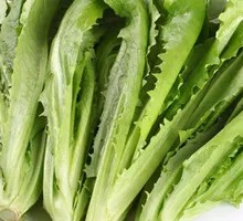 Oilseed lettuce