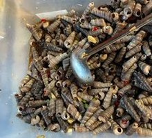 Spicy Stir-Fried Snail