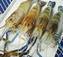 Fresh Macrobrachium rosenbergii