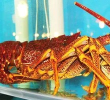 Fresh Boston Lobster